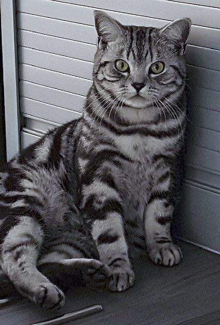 Happily Ever After – Silvercatz