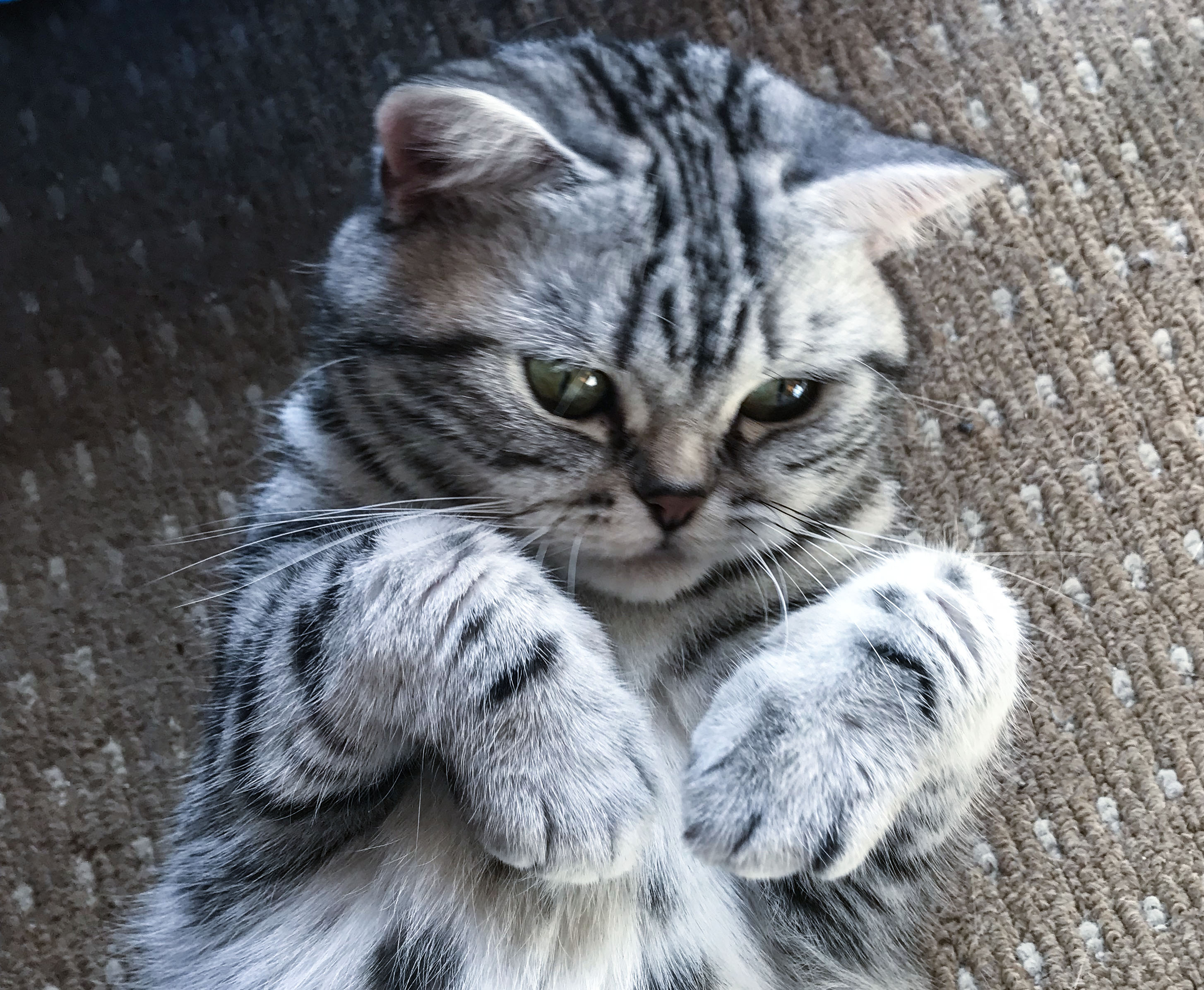 Happily Ever After – Silvercatz